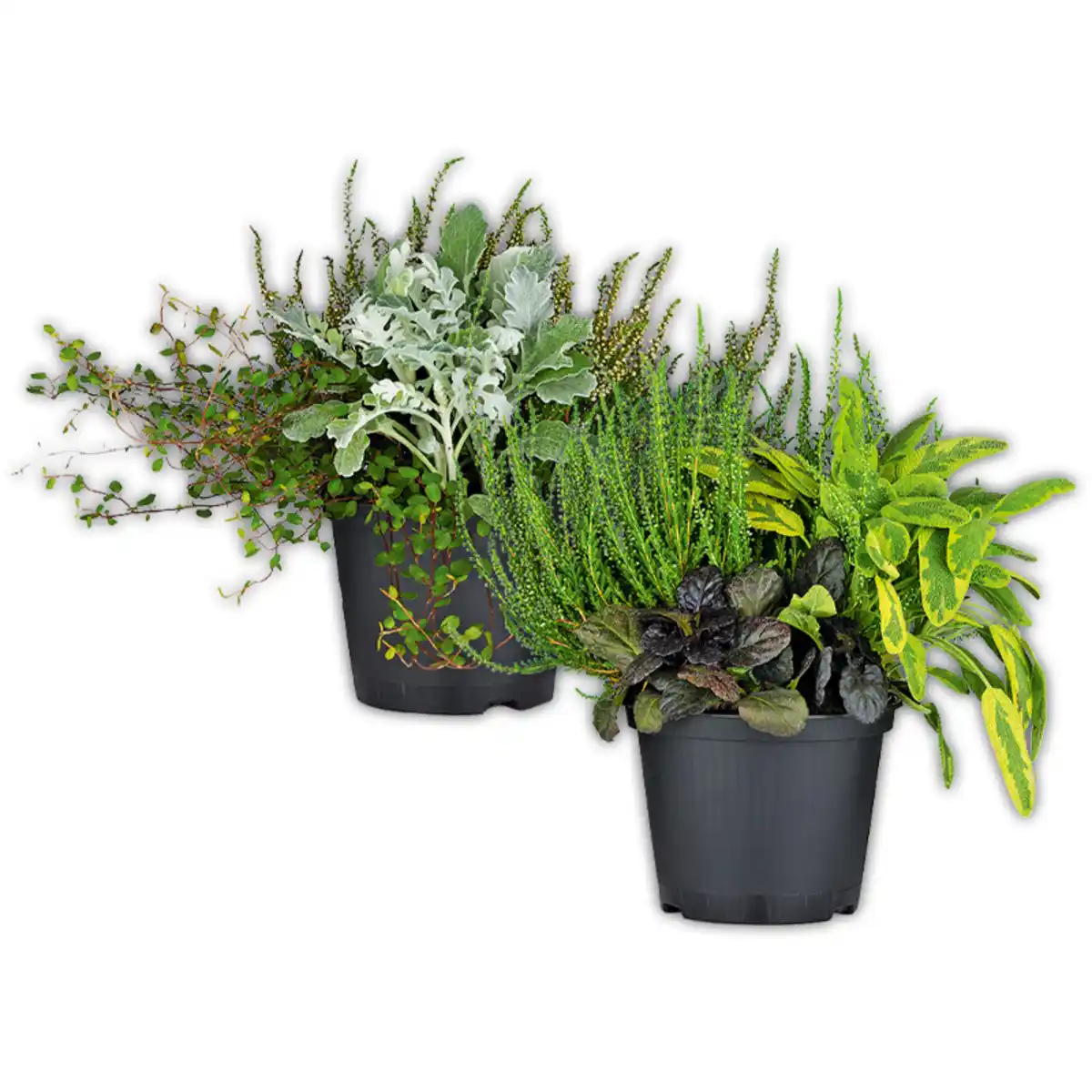 Bild 1 von Heide Trio-Mix