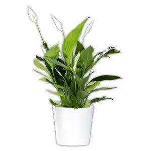 Curcuma / Spathiphyllum