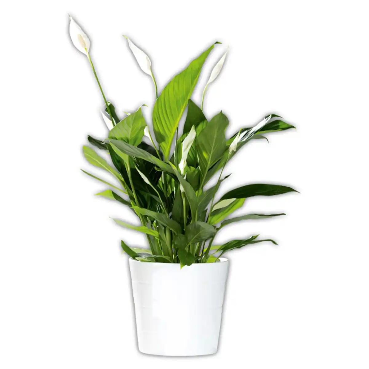 Bild 1 von Curcuma / Spathiphyllum