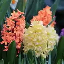 Bild 2 von Finest Garden Herbstblumenzwiebeln im Netzbeutel