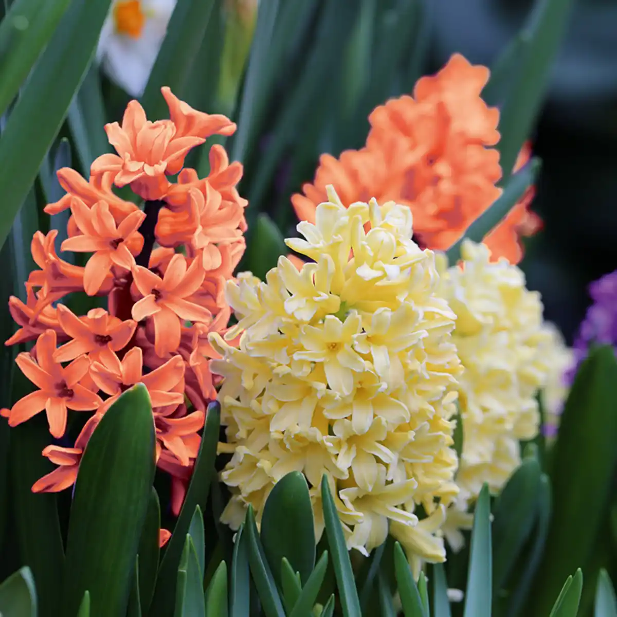 Bild 2 von Finest Garden Herbstblumenzwiebeln im Netzbeutel