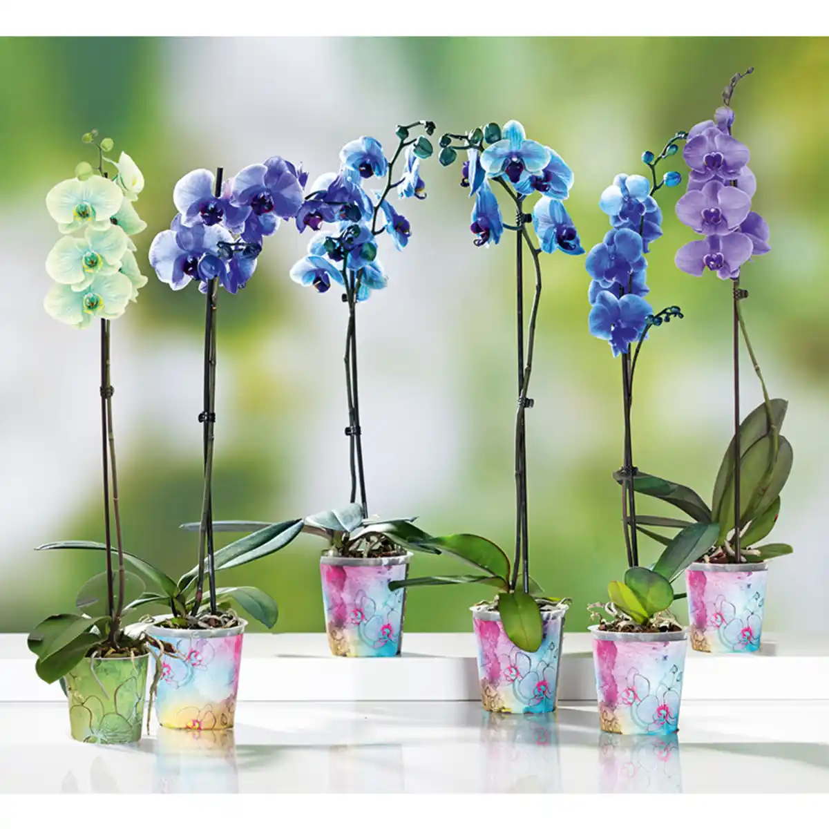 Bild 1 von Orchideen Farbenspiel