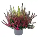 Bild 1 von Calluna