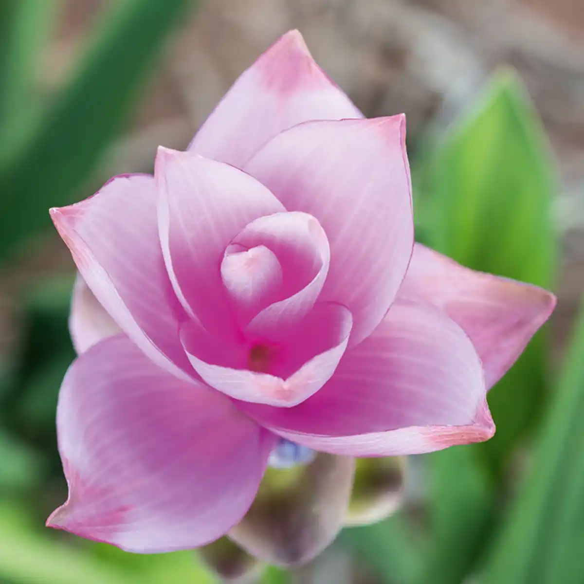 Bild 2 von Curcuma / Spathiphyllum