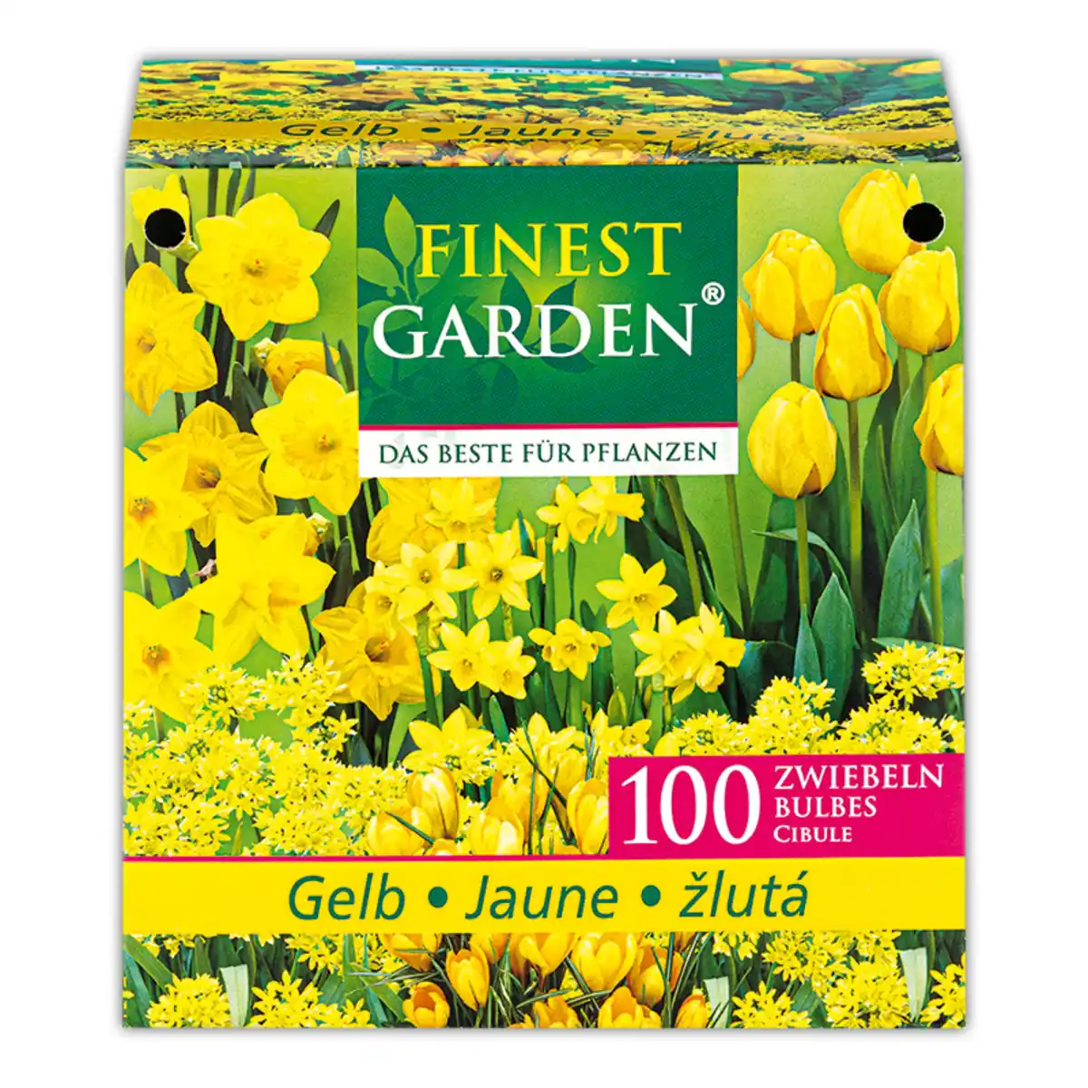 Bild 3 von Finest Garden Blumenzwiebeln
