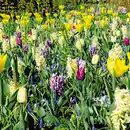 Bild 4 von Finest Garden Blumenzwiebeln