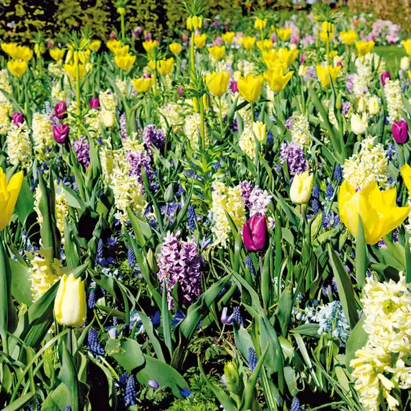 Bild 4 von Finest Garden Blumenzwiebeln