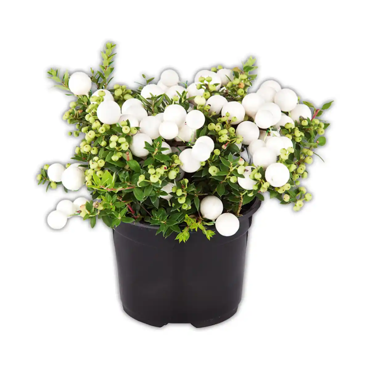 Bild 3 von Pernettya mit Beeren