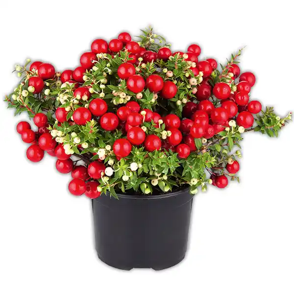 Bild 2 von Pernettya mit Beeren