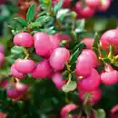 Bild 4 von Pernettya mit Beeren