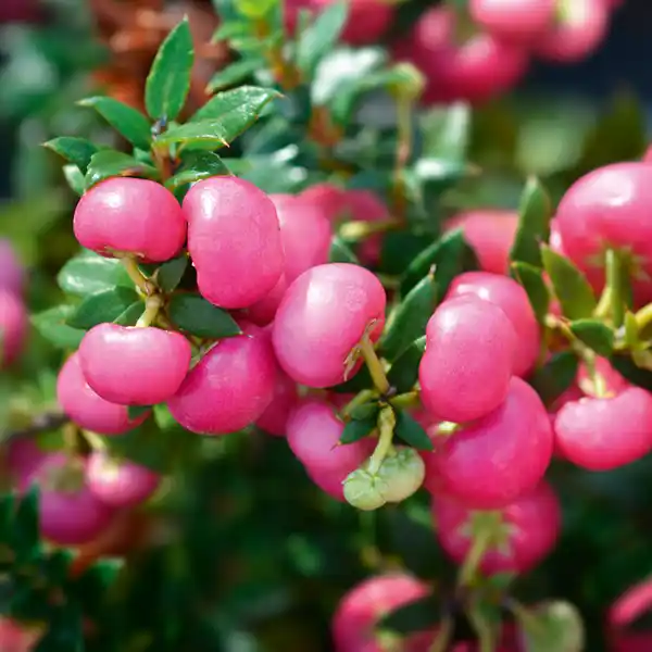 Bild 4 von Pernettya mit Beeren