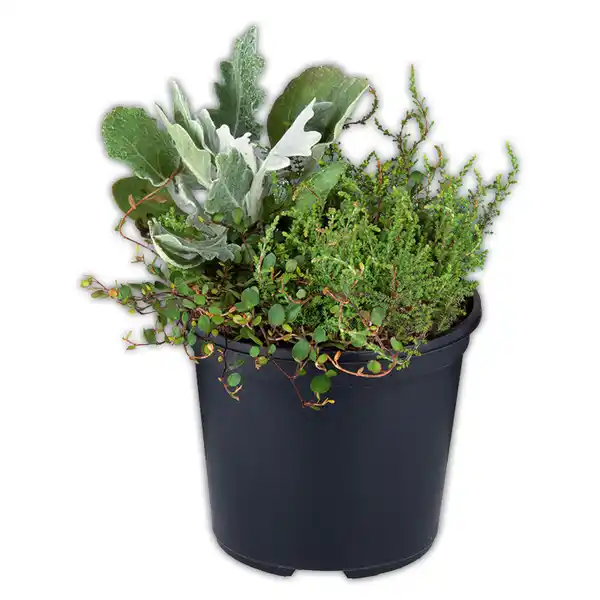 Bild 4 von Heide Trio-Mix