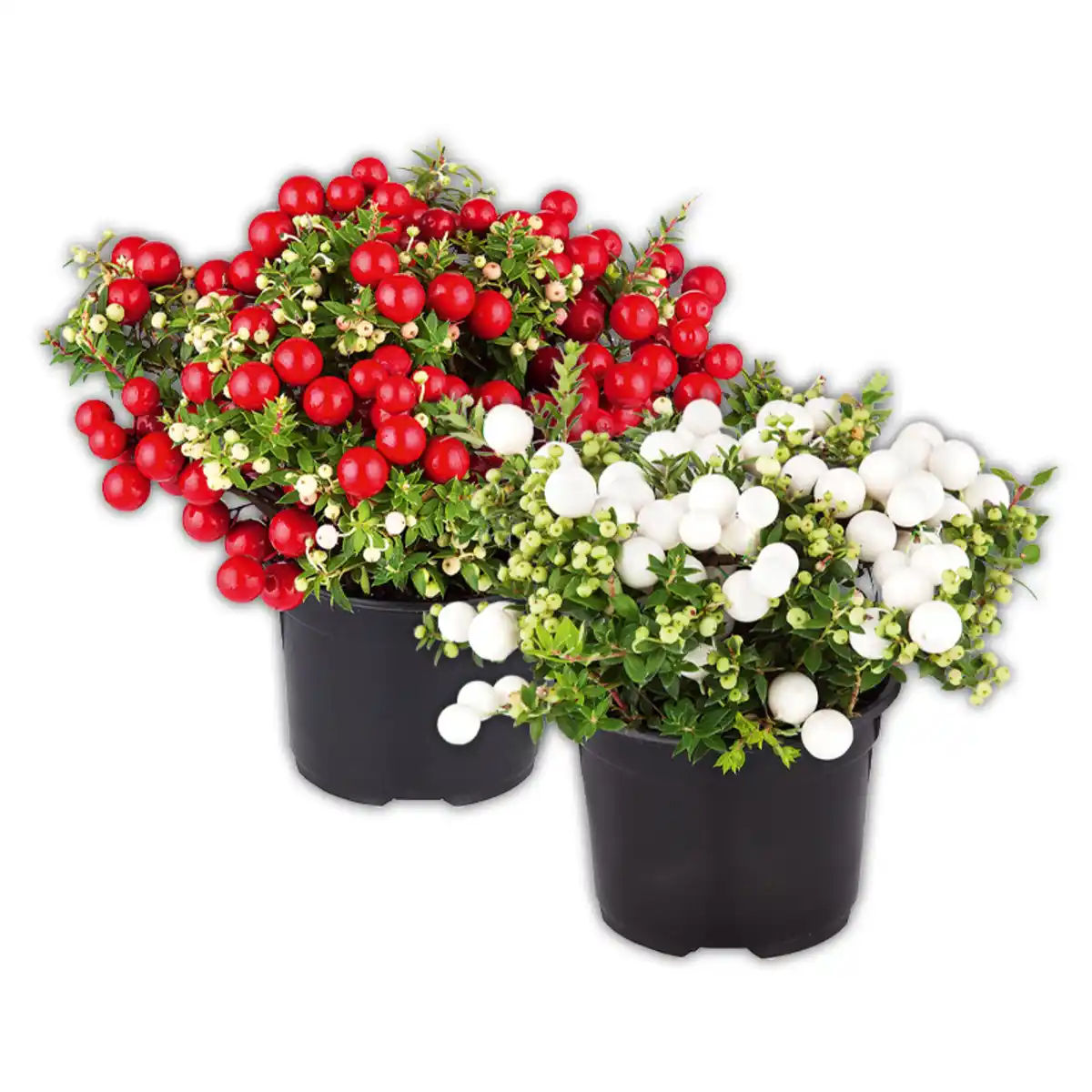 Bild 1 von Pernettya mit Beeren