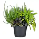 Bild 3 von Heide Trio-Mix