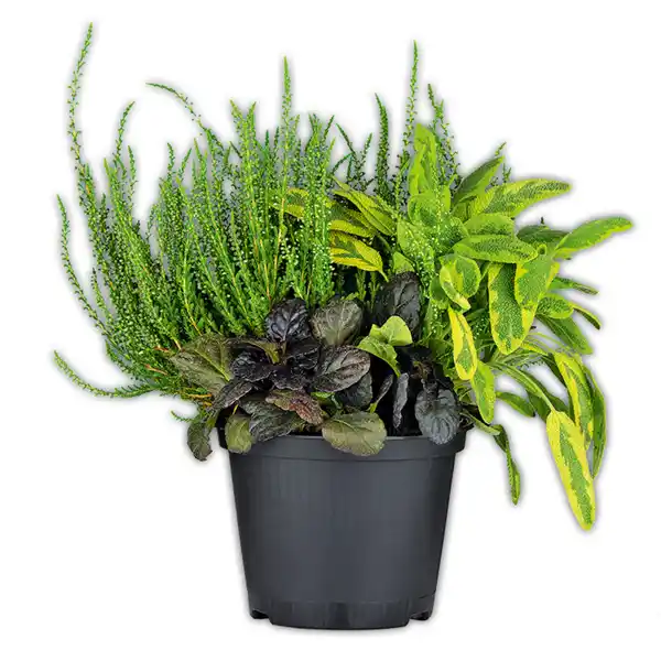 Bild 3 von Heide Trio-Mix