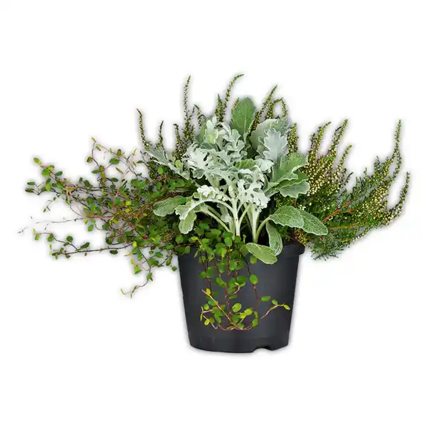 Bild 2 von Heide Trio-Mix