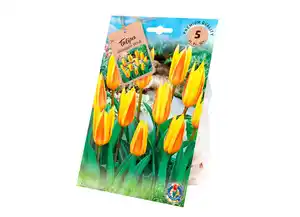 Tulpen Greigii Kaufmannian