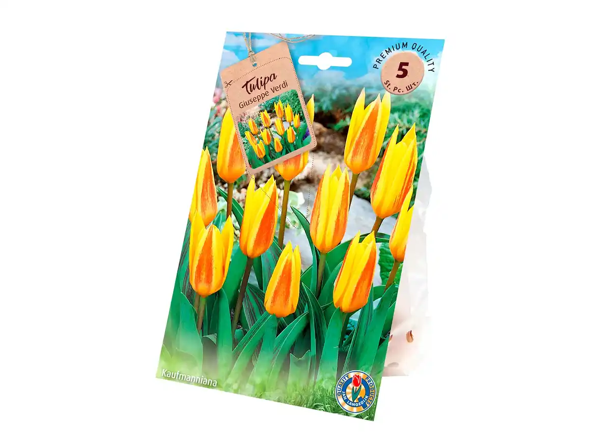 Bild 1 von Tulpen Greigii Kaufmannian