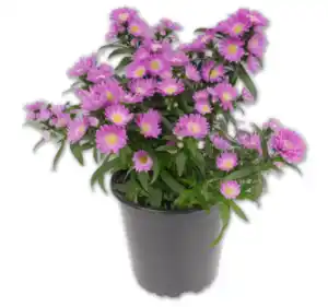 Glattblatt-Aster*