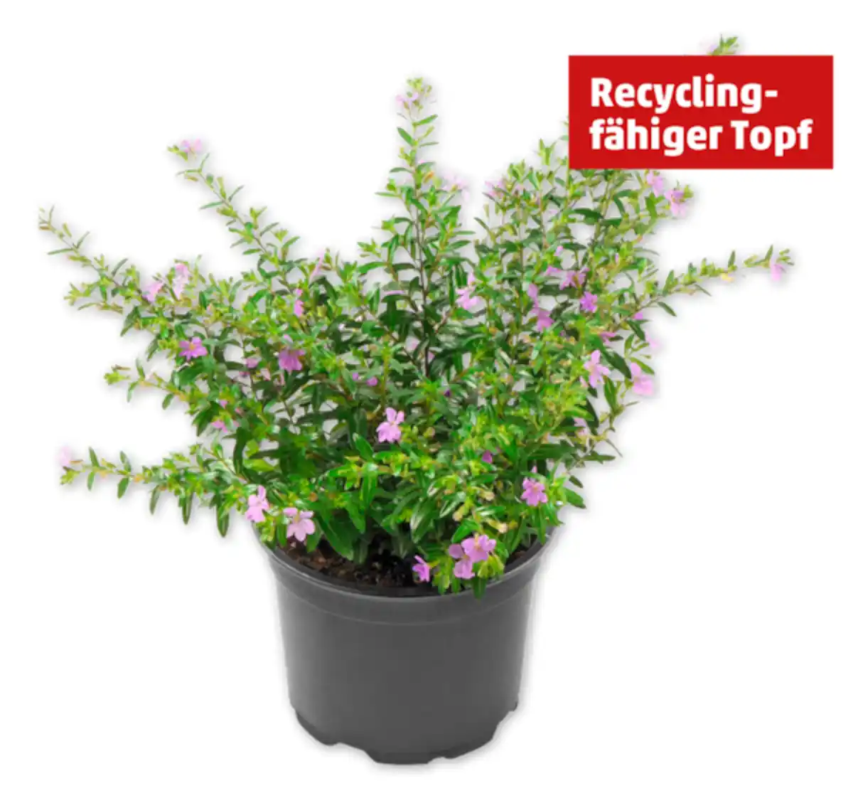 Bild 1 von Scheinmyrte*