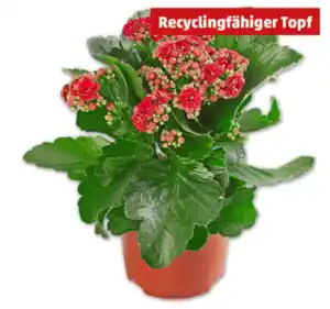 Flammendes Käthchen*