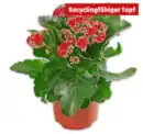 Bild 1 von Flammendes Käthchen*
