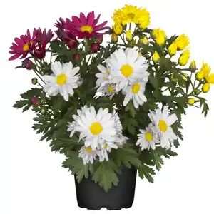 toom Chrysantheme 'Swifty's Trio' 10,5 cm Topf