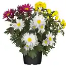Bild 1 von toom Chrysantheme 'Swifty's Trio' 10,5 cm Topf