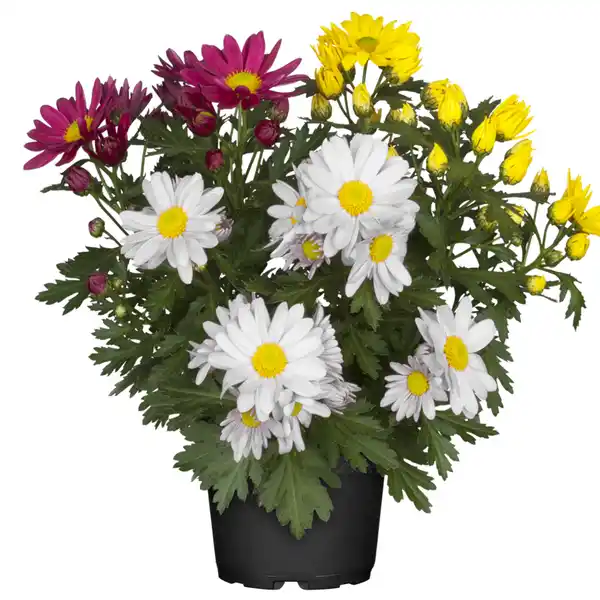 Bild 1 von toom Chrysantheme 'Swifty's Trio' 10,5 cm Topf