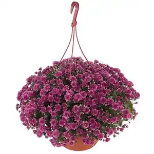 toom Chrysanthemen verschiedene Farben 25 cm Ampeltopf