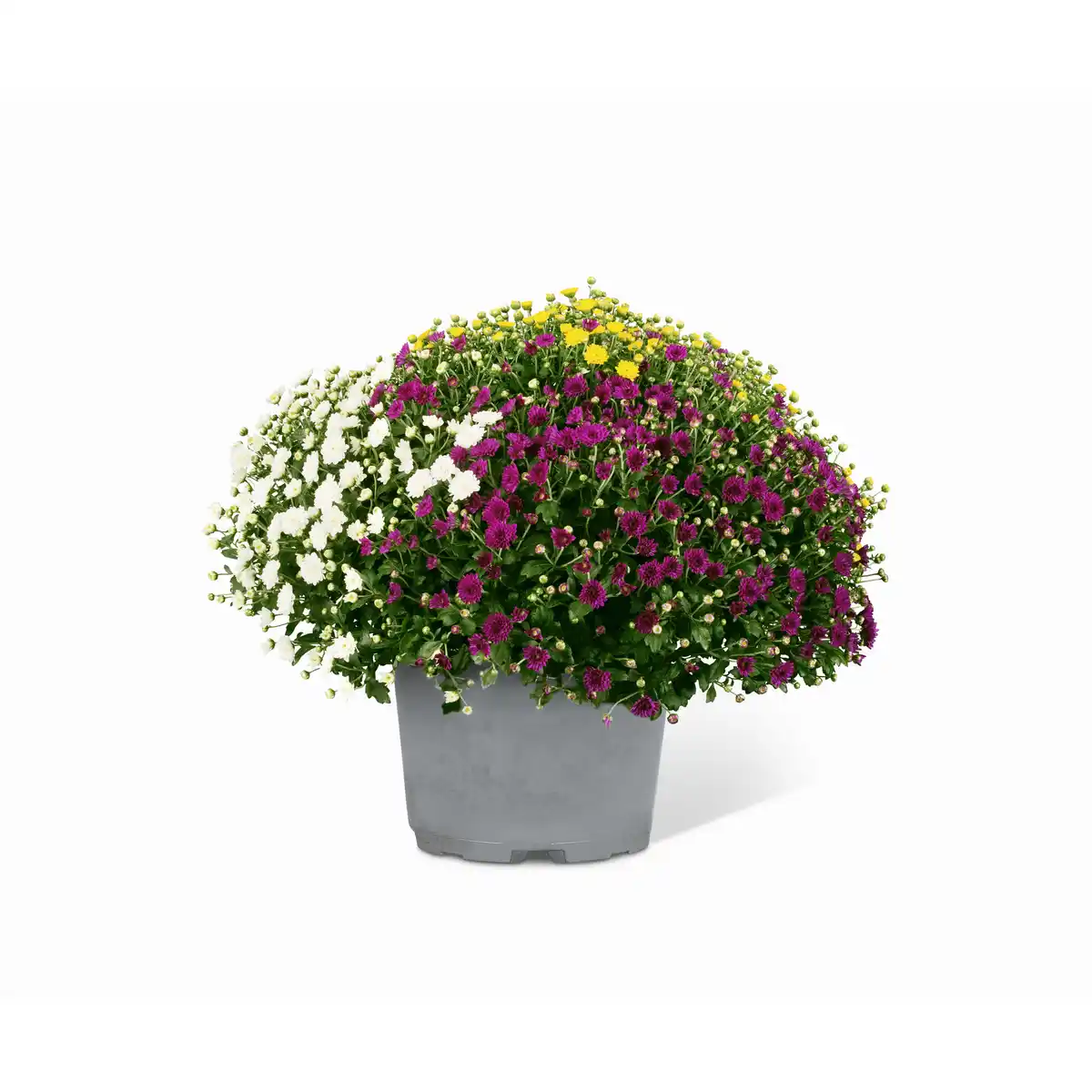 Bild 1 von Chrysantheme Trio-Busch 60 cm, 21 cm Topf