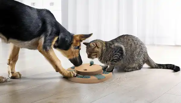 Bild 3 von IDEENWELT Interaktives Spielzeug für Haustiere