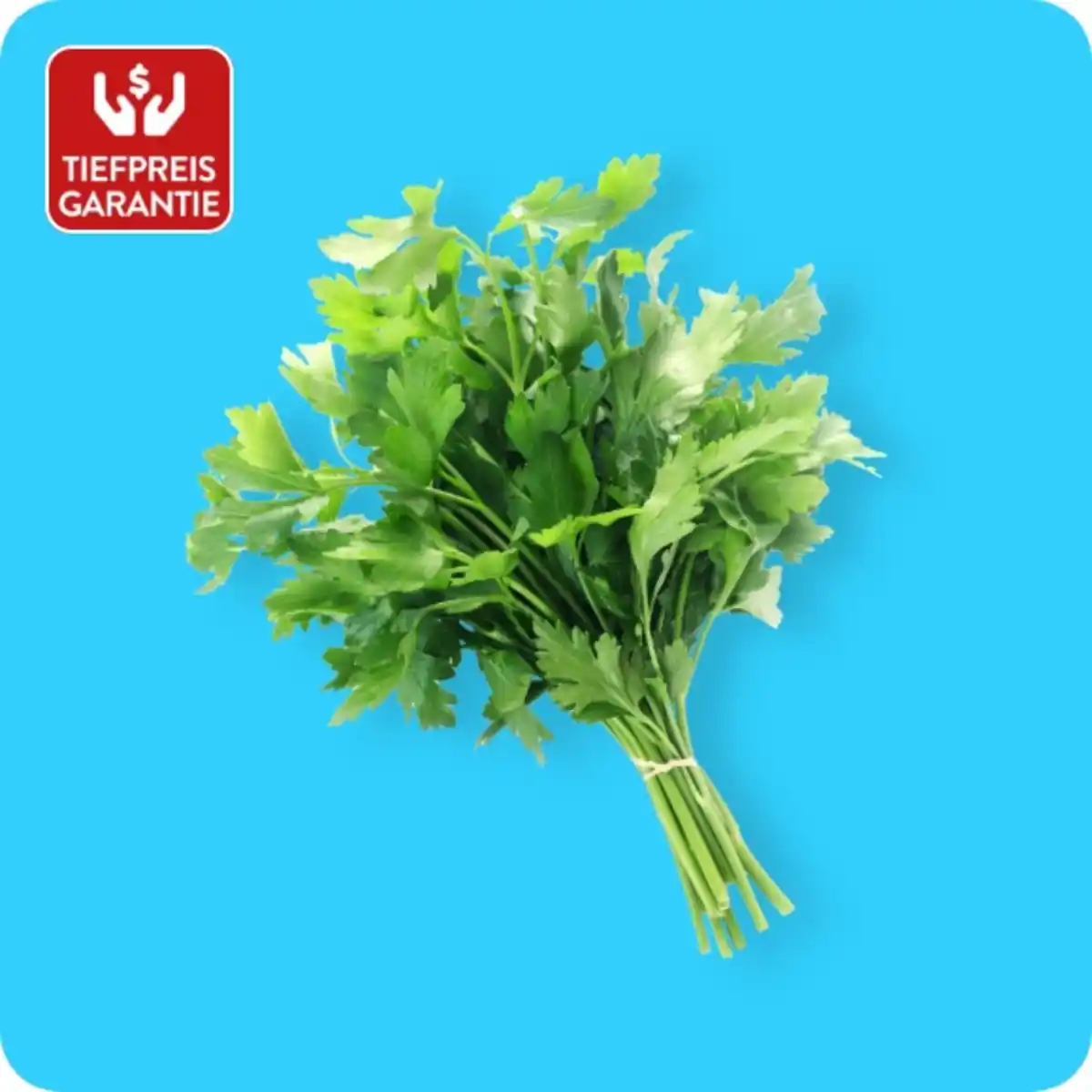 Bild 1 von Petersilie, glatt, Ursprung: Deutschland