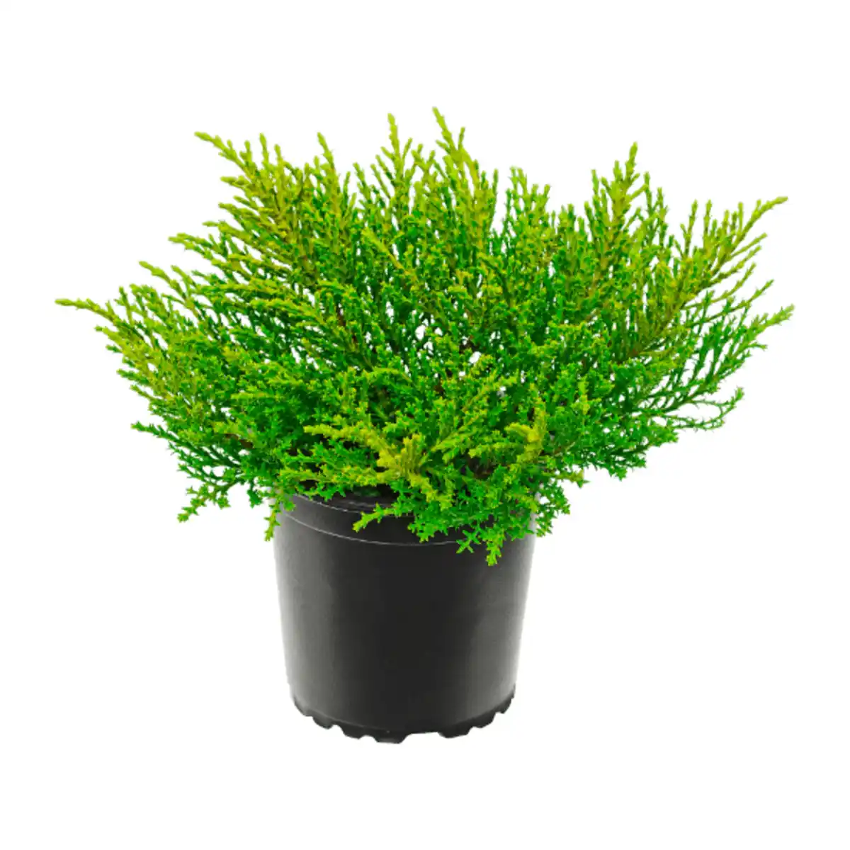 Bild 2 von GARDENLINE Hebe-Mix