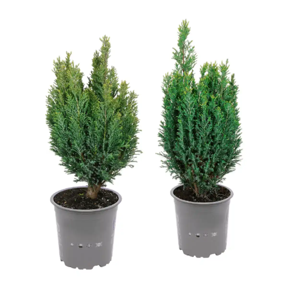 Bild 1 von GARDENLINE Konifere