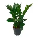 Bild 3 von GARDENLINE Zamioculcas