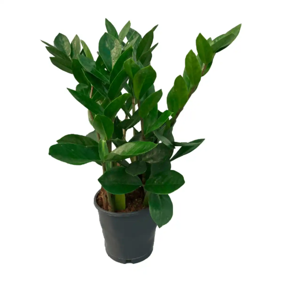 Bild 3 von GARDENLINE Zamioculcas