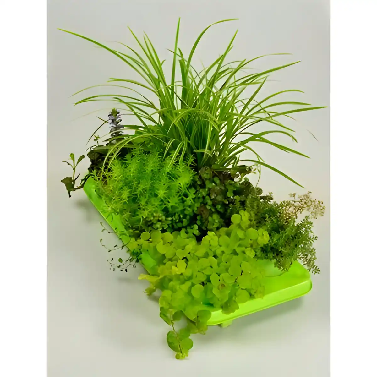 Bild 1 von Herbstzauber, Herbstzauber, max. Wuchshöhe: 30 cm, Blüte: mehrfarbig