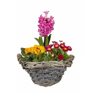 Bepflanztes Arrangement, ĂxH: 18 x 35 cm, anthrazit, im Korb
