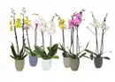 Bild 1 von Orchideen Mix Phalaenopsis 2 Trieber 12 cm in Hugo Keramik Topf