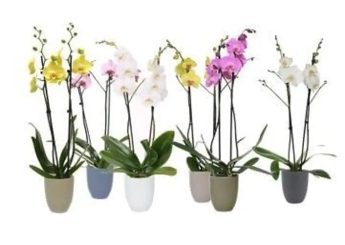 Bild 1 von Orchideen Mix Phalaenopsis 2 Trieber 12 cm in Hugo Keramik Topf