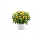 Bild 2 von Chrysanthemen, bunt, mehrjährig