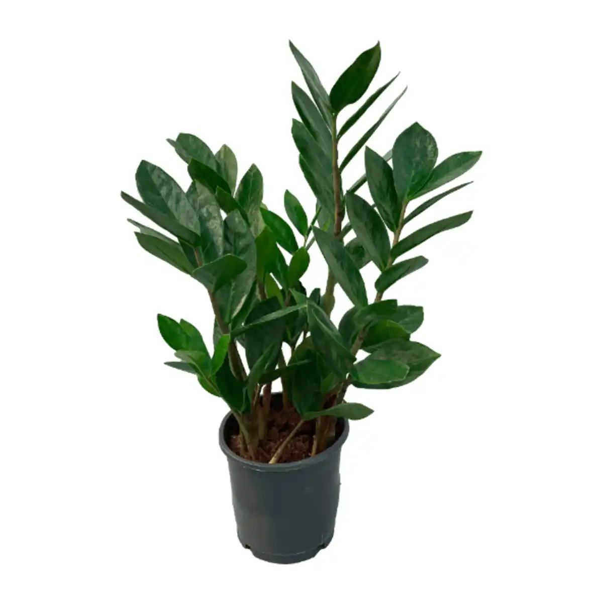 Bild 2 von GARDENLINE Zamioculcas