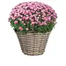 Bild 3 von Mica Decorations Korb, Rattan, HxD 16x20 cm, grau