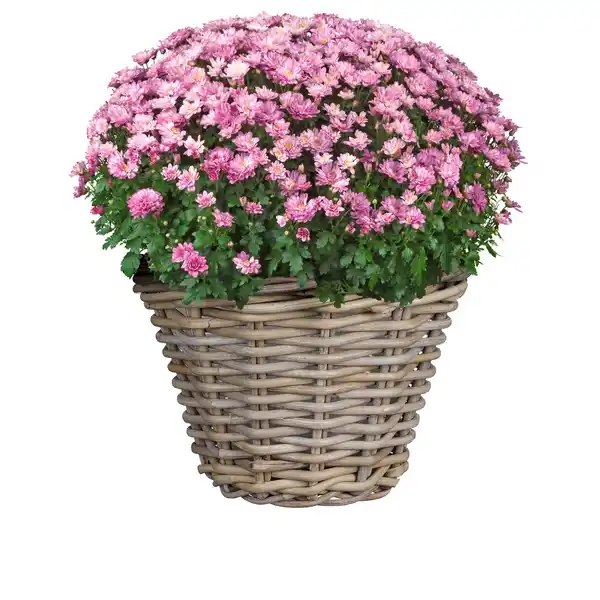 Bild 3 von Mica Decorations Korb, Rattan, HxD 16x20 cm, grau