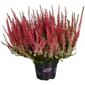 Heidekraut, max. Wuchshöhe: 30 cm, Blüte: mehrfarbig