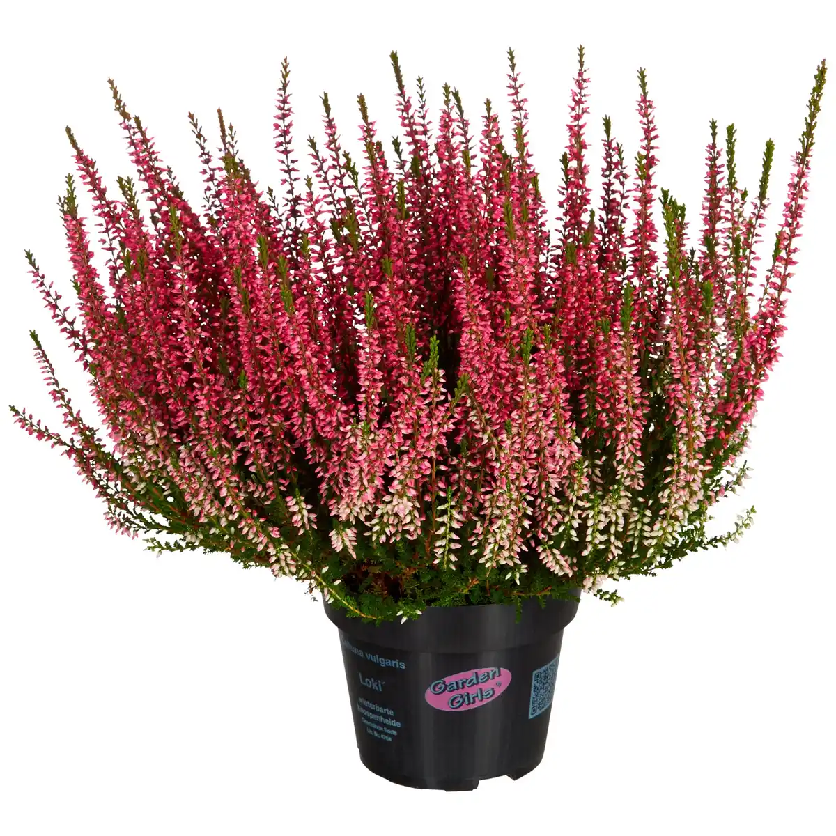 Bild 1 von Heidekraut, max. Wuchshöhe: 30 cm, Blüte: mehrfarbig