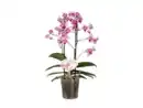 Bild 1 von Phalaenopsis Multiflora