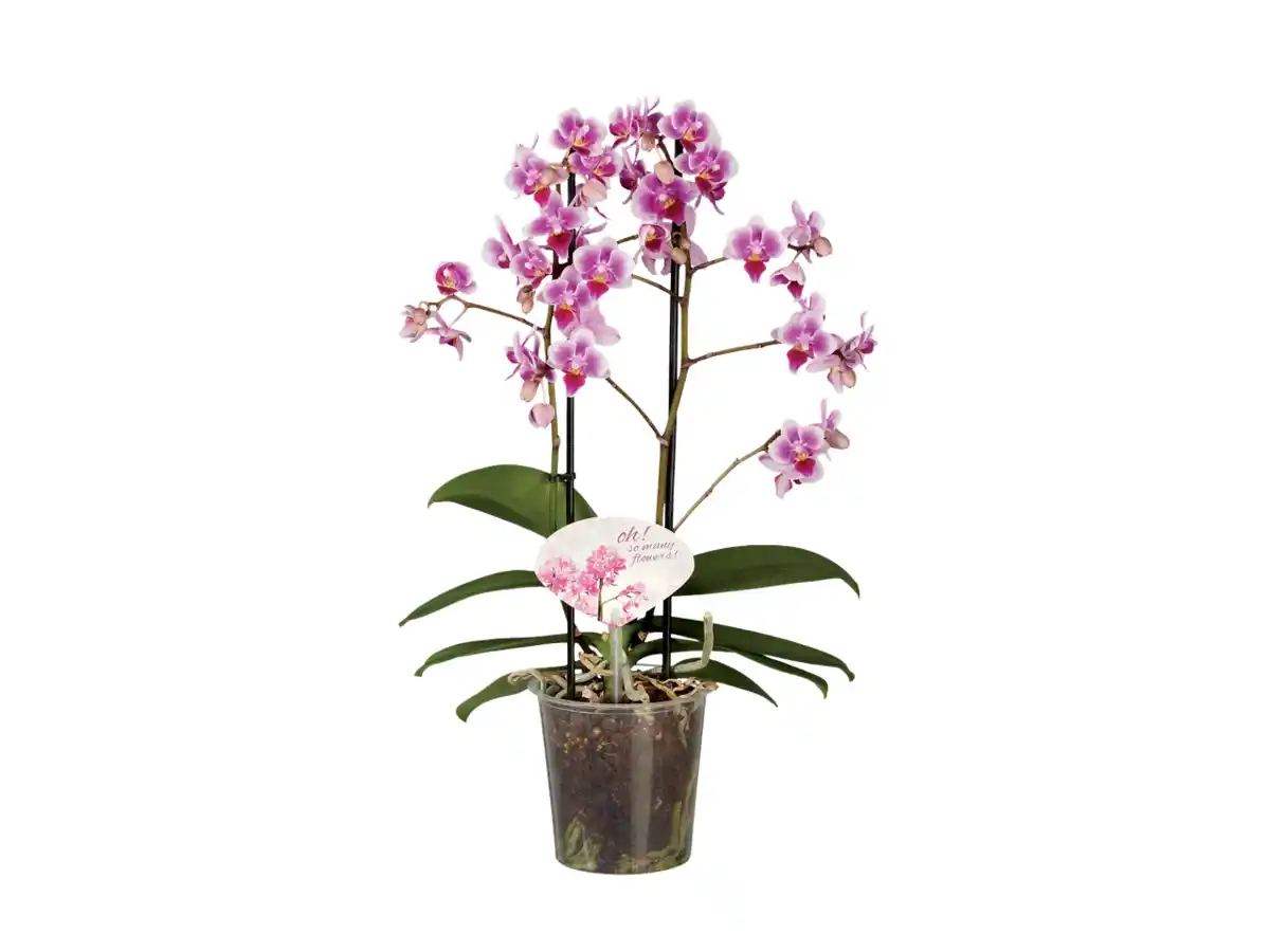 Bild 1 von Phalaenopsis Multiflora