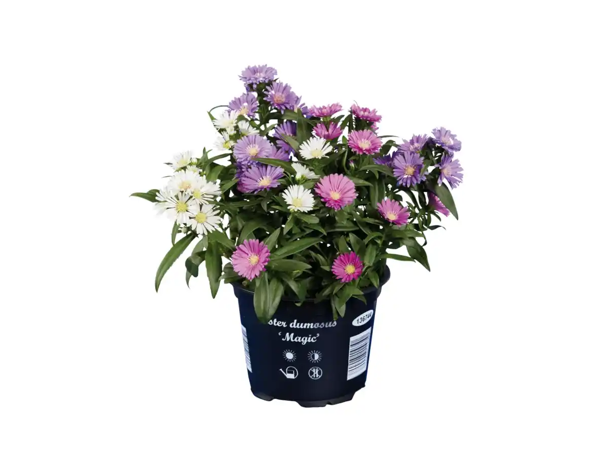 Bild 1 von Astern-Trio